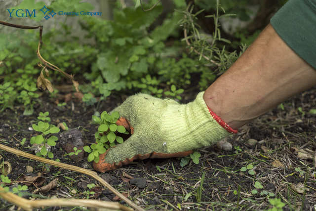 professional gardeners in Claughton